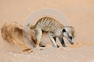 Actively foraging meerkat - Kalahari desert