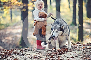 Activity and active rest. Child play with husky and teddy bear on fresh air outdoor. Little girl with dog in autumn