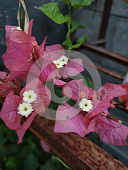 Actually the color of this bougainvillea flower is red or white...