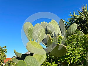 ?actus opuntia leucotricha in sunny day outdoor.