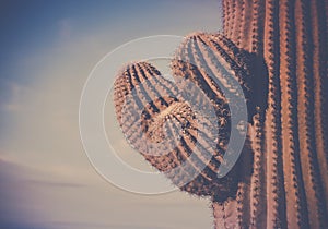 Actus tree arms of Saguaro desert Phoenix,AZ