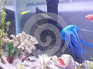 Acuario little cat in the water looking fish photo
