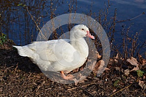 Acuatic birds, Duck close to lake