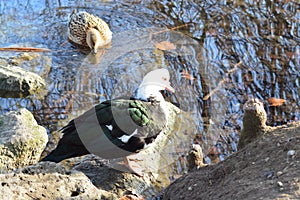 Acuatic birds, Duck close to lake