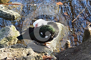 Acuatic birds, Duck close to lake