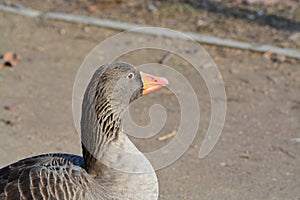 Acuatic birds, Duck in the cristal clear lake