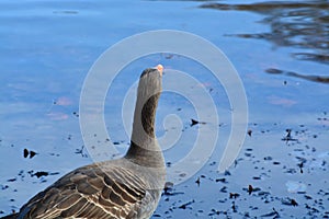 Acuatic birds, Duck in the cristal clear lake