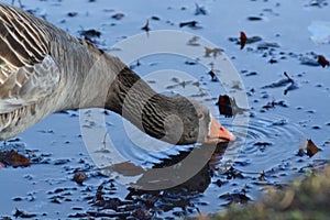 Acuatic birds, Duck in the cristal clear lake