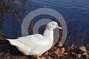 Acuatic birds, Duck in the cristal clear lake