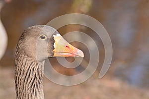 Acuatic birds, Duck in the cristal clear lake