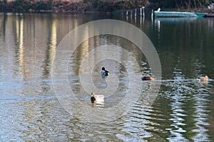 Acuatic birds, Duck in the cristal clear lake