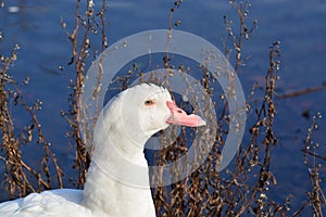 Acuatic birds, Duck in the cristal clear lake