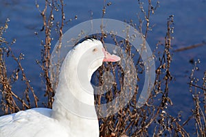 Acuatic birds, Duck in the cristal clear lake