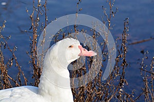 Acuatic birds, Duck in the cristal clear lake