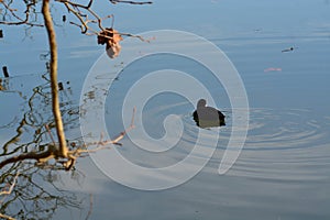 Acuatic birds, Duck in the cristal clear lake