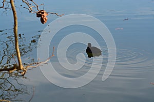 Acuatic birds, Duck in the cristal clear lake