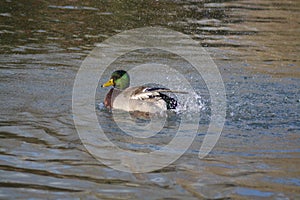 Acuatic birds, enjoy their life iin the lake