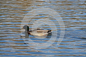 Acuatic birds, enjoy their life iin the lake