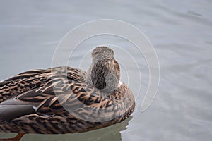 Acuatic birds, enjoy their life iin the lake