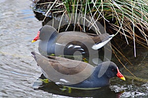 Acuatic birds, enjoy their life iin the lake