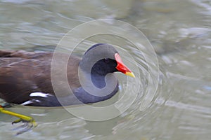 Acuatic birds, enjoy their life iin the lake