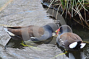 Acuatic birds, enjoy their life iin the lake