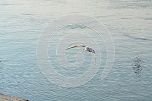 Acuatic birds, Flying along the river