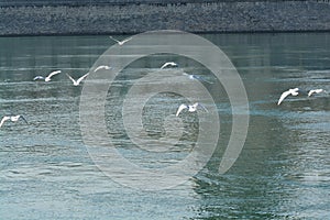 Acuatic birds, Flying along the river