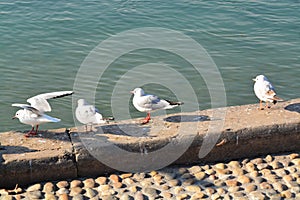 Acuatic birds, Flying along the river