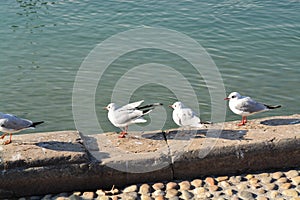 Acuatic birds, Flying along the river