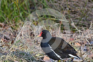 Acuatic birds,living in peace and share togheter