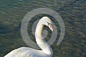 Acuatic birds, Swans in the cristal clear lake