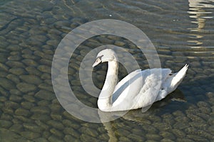 Acuatic birds, Swans in the cristal clear lake