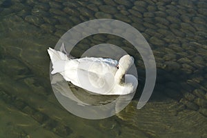 Acuatic birds, Swans in the cristal clear lake