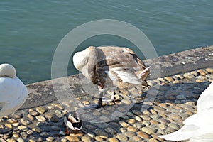 Acuatic birds, Swans in the cristal clear lake