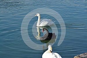 Acuatic birds, Swans in the cristal clear lake