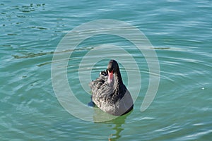 Acuatic birds, Swans in the cristal clear lake