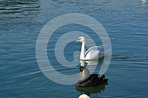 Acuatic birds, Swans in the cristal clear lake