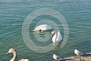 Acuatic birds, Swans in the cristal clear lake