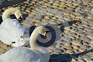 Acuatic birds, Swans in the cristal clear lake