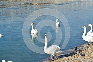 Acuatic birds, Swans in the cristal clear lake