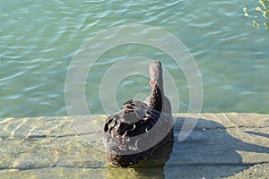 Acuatic birds, Swans in the cristal clear lake