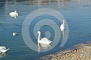 Acuatic birds, Swans in the cristal clear lake