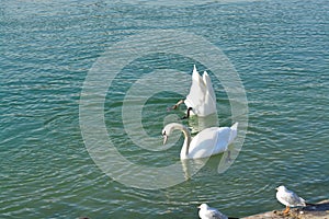 Acuatic birds, Swans in the cristal clear lake