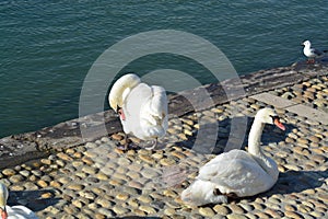 Acuatic birds, Swans in the cristal clear lake