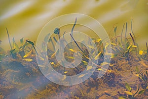 Acuatic Plants, Arequita National Park, Uruguay