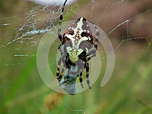 Aculepeira ceropegia , the oak spider