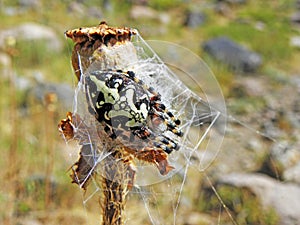 Aculepeira ceropegia , the oak spider