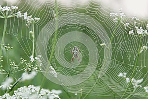 Aculepeira ceropegia oak spider on its web
