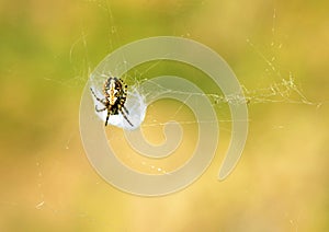 An Aculepeira spider on its web , Araneidae